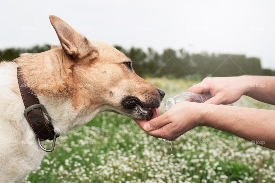 dog, man, walk, outdoor