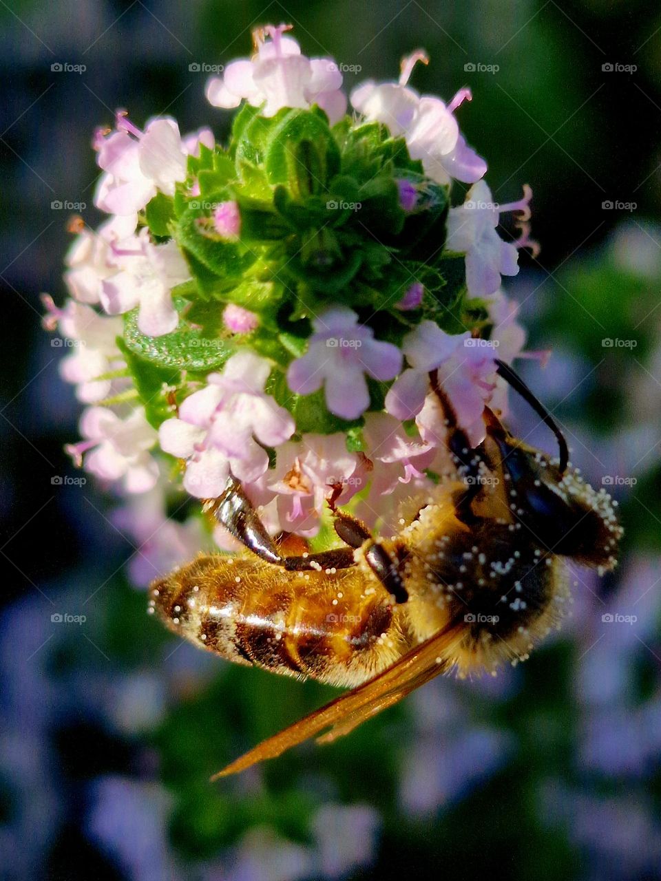 Bee collecting pollen.