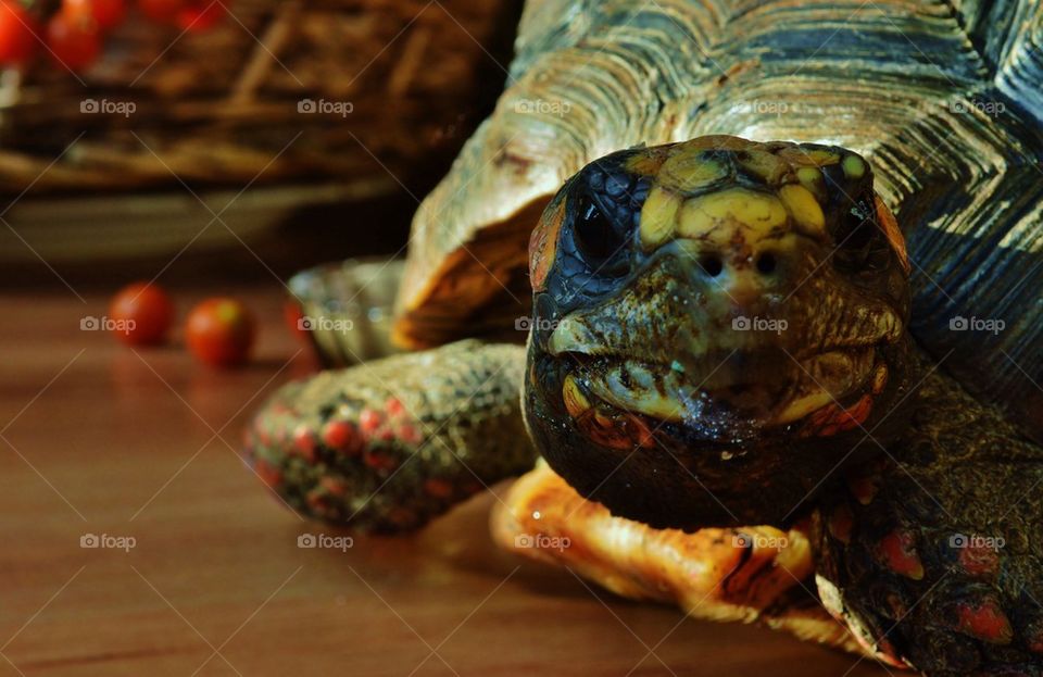 Tortoise  