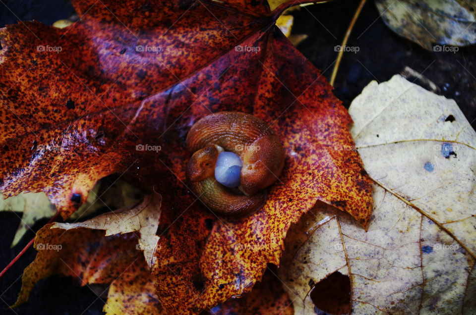 Found these slugs cuddling under a fall leaf