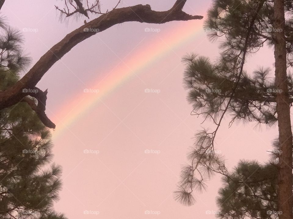 Rainbow through the pine trees.