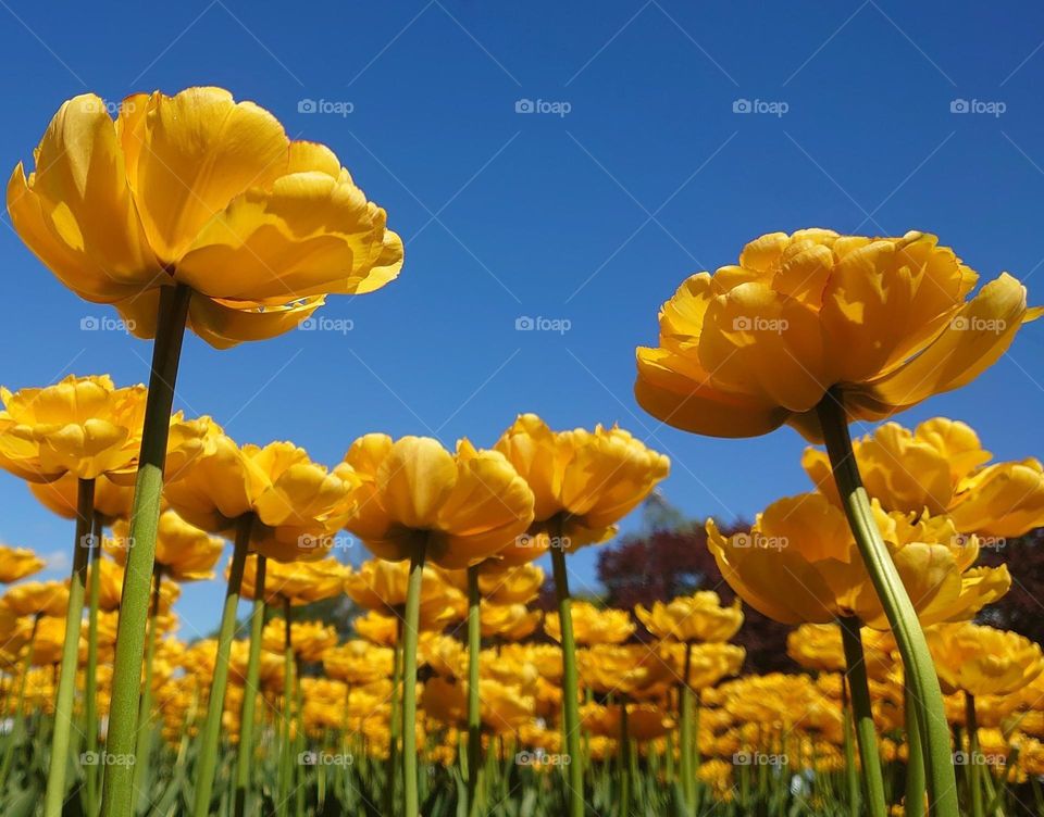 Yellow tulips 💛🌷💛🌷💛