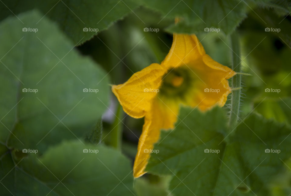 Zucchini Flower . Zucchini Flower plant