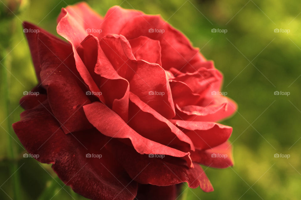 Red rose blooming in the garden