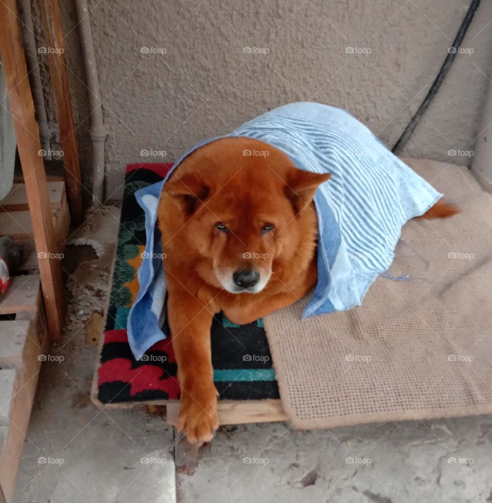 My dog Jessie making a fashion statement