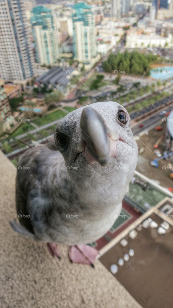 High angle view of seagull