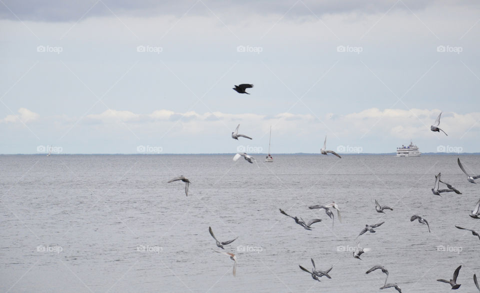 Doves over the Baltic Sea 