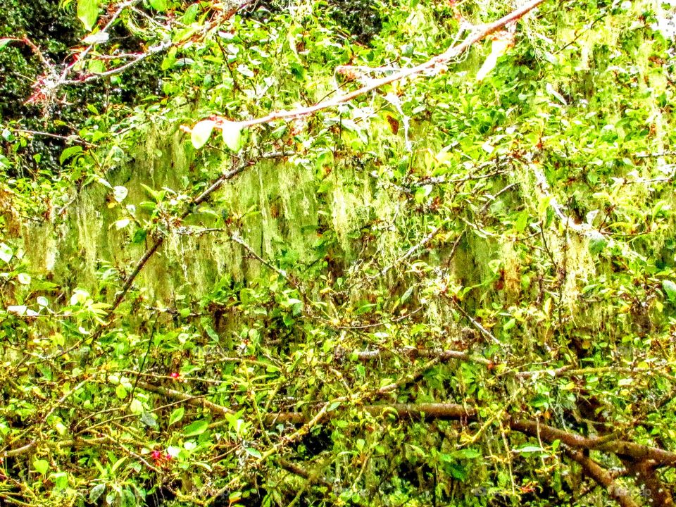 green moss in a tree