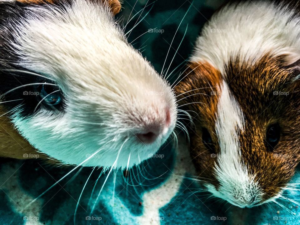 Extreme close-up of guinea pig