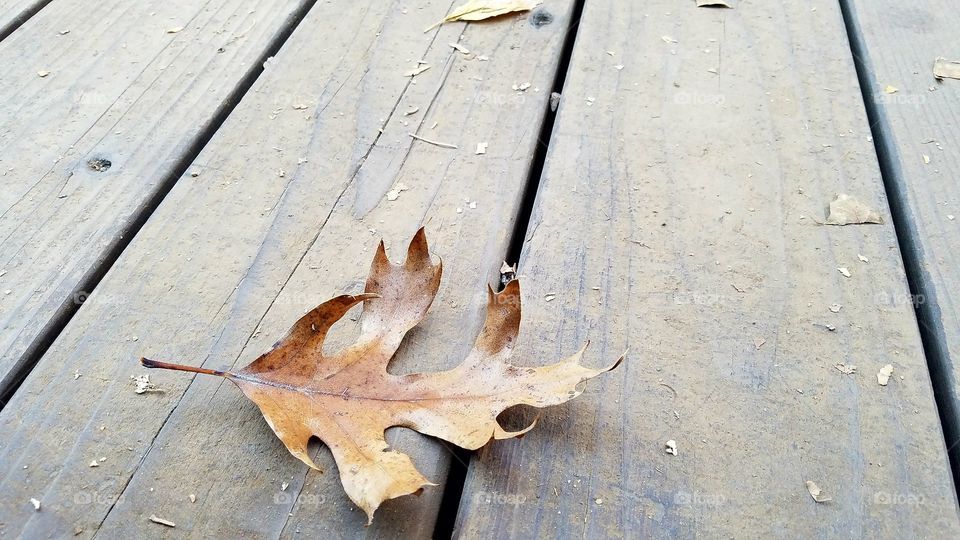 Leaf On Wood Bridge