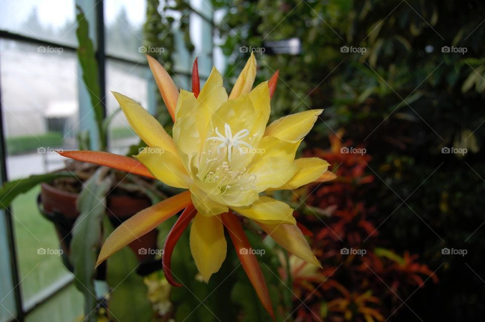 Yellow cactus flower . Yellow flower