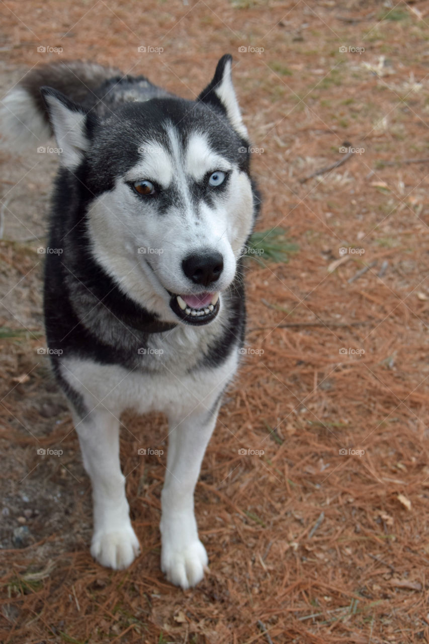 Close-up of a husky dog
