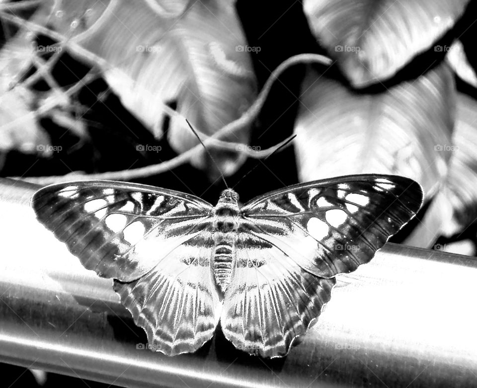 Butterfly black and white