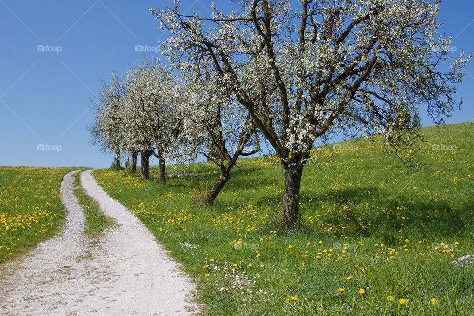 Scenic view of trees and flowers in spring