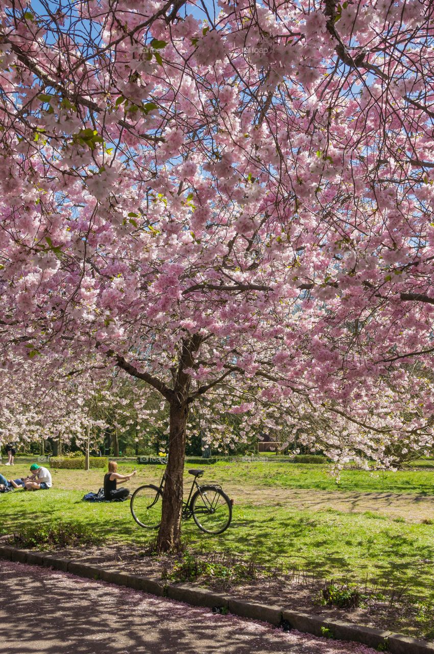 Pink park