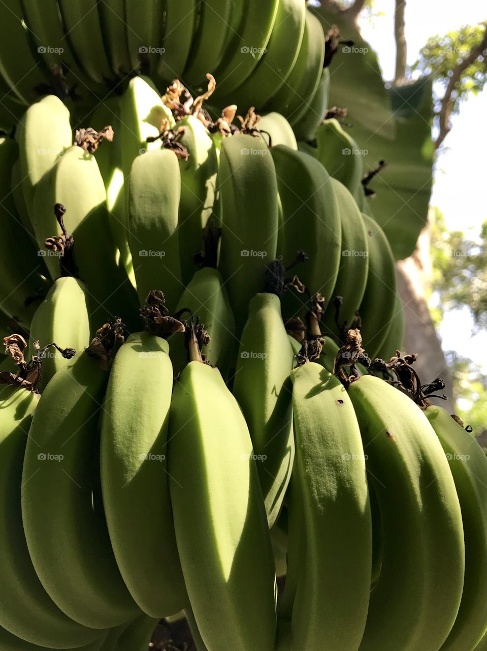 Bananas on tree