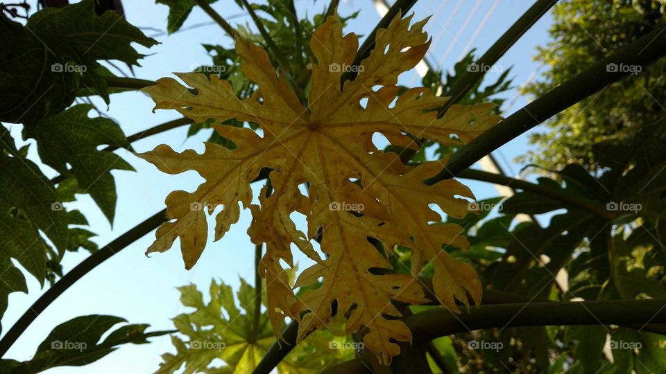 Uma amarela folha de mamoeiro.