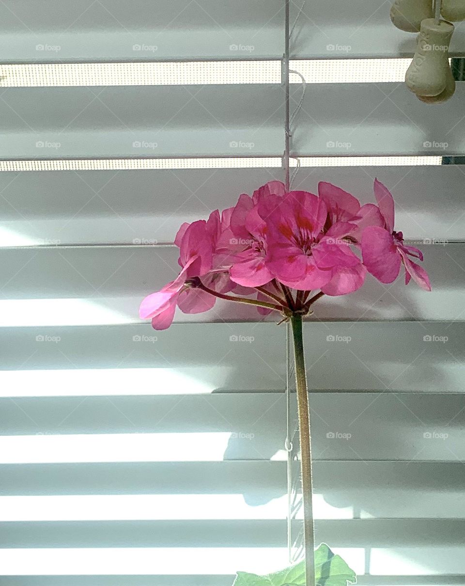 Indoor blooming 