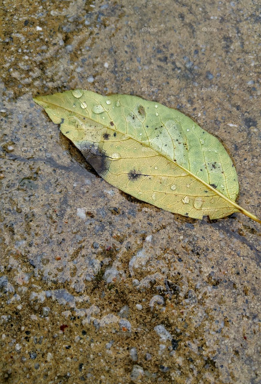 water droplets on a leaf