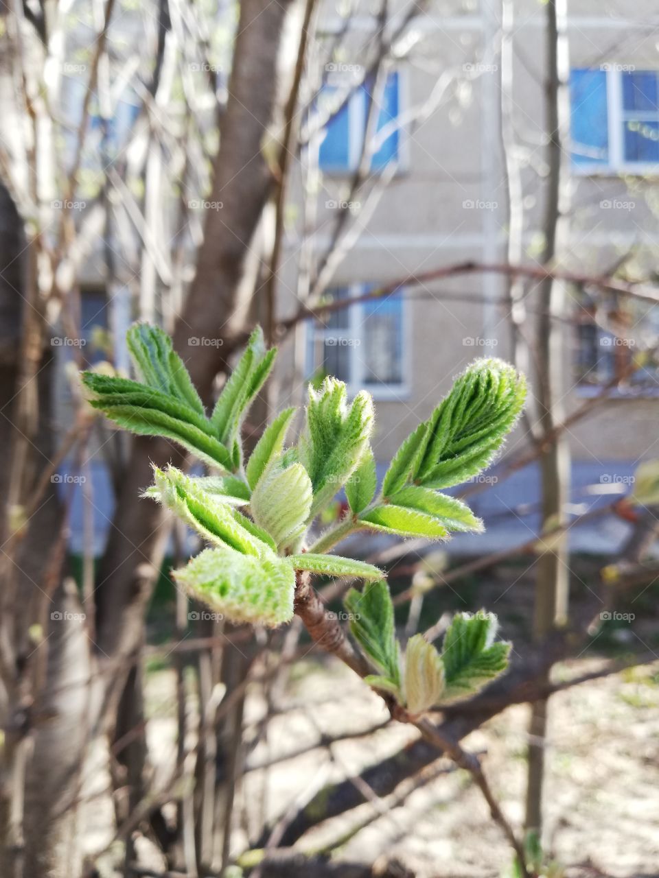 Листок. Кострома, Россия