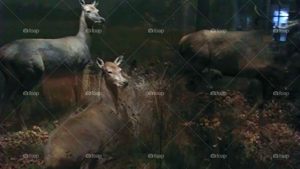 Mammal, No Person, Deer, Wildlife, Wood