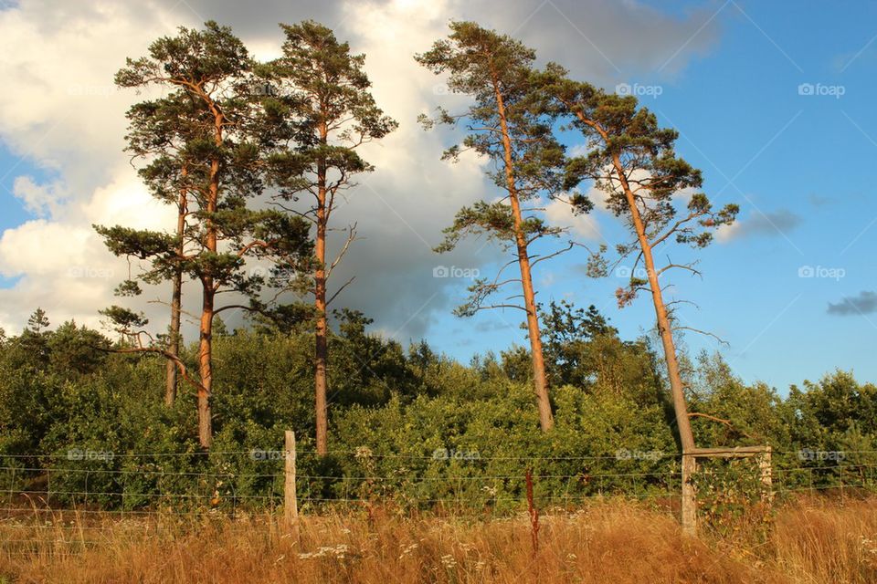 View of pine trees