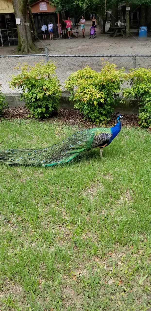 Peacock