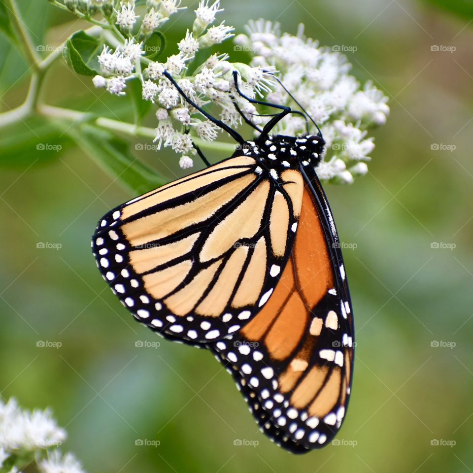 Monarch butterfly on white flowers