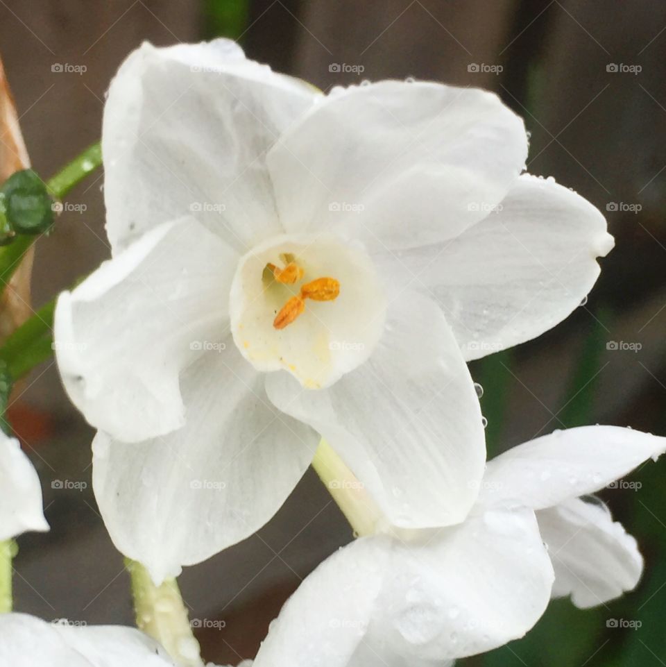 Paperwhites in the rain