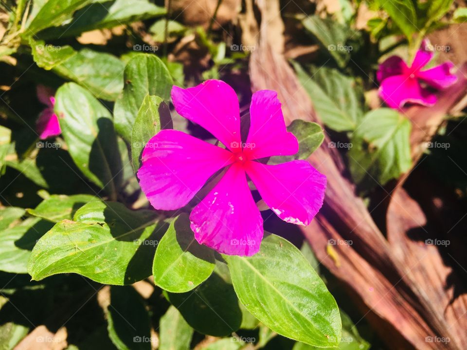 🌺Fim de #cooper!
Suado, cansado e feliz, curtindo a beleza das #flores.
🏁
#corrida
#running
#flowers
#CorujãoDaMadrugada
#alvorada
#flor