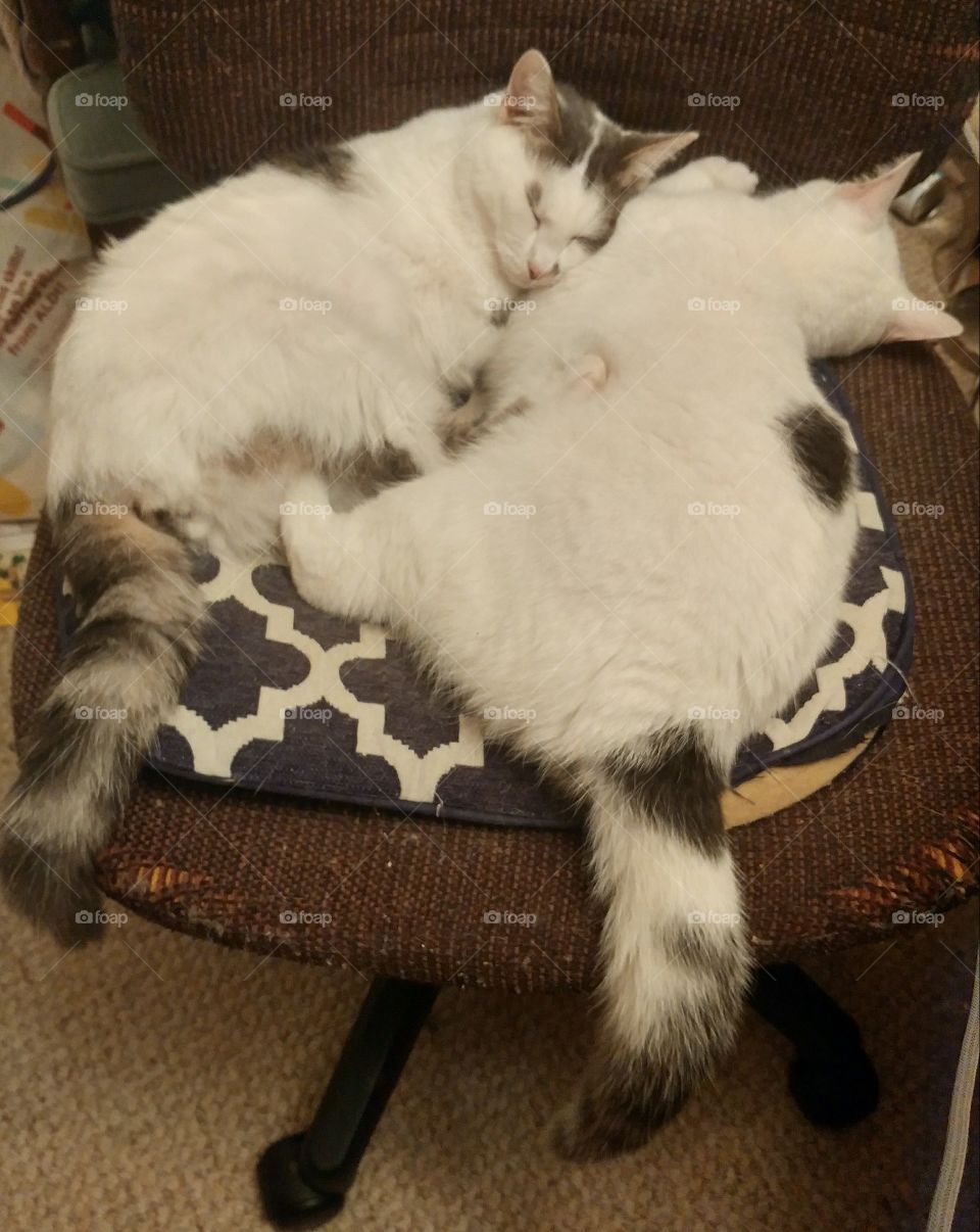 Two cats sleeping