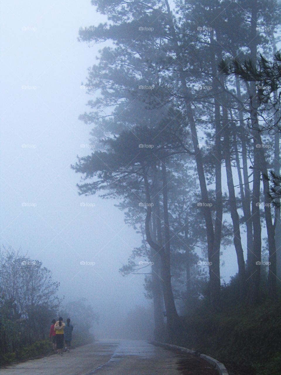 Walk on a foggy morning