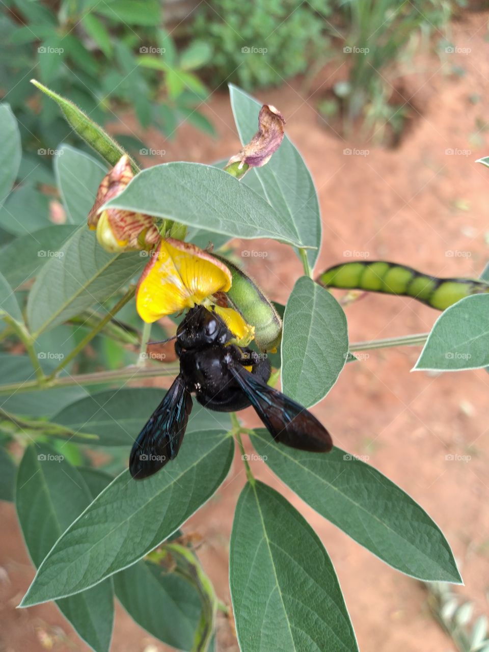 Gustosa alimentación.
