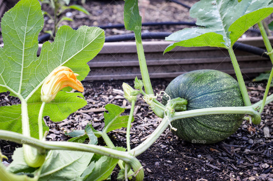 Young green pumpkin growing on a vine in a garden