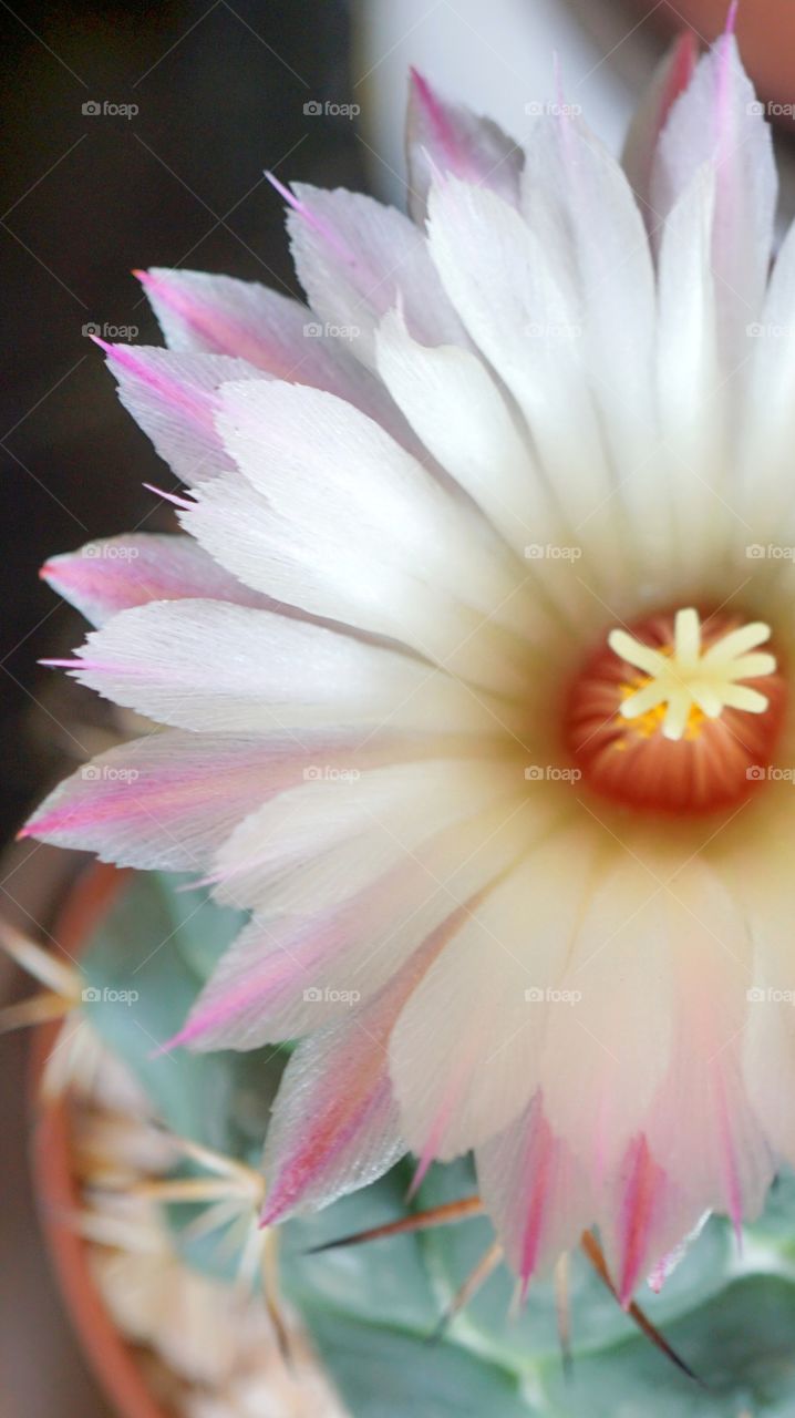 cactus flower