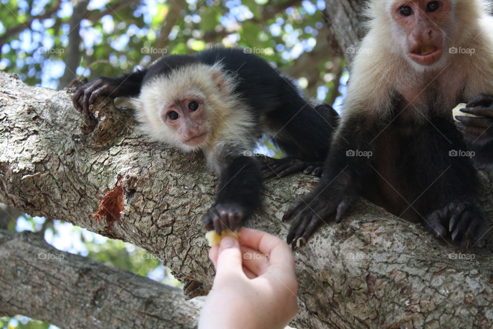 Monkeys, bananas, the ocean, and sunshine. My point of view is pure paradise.