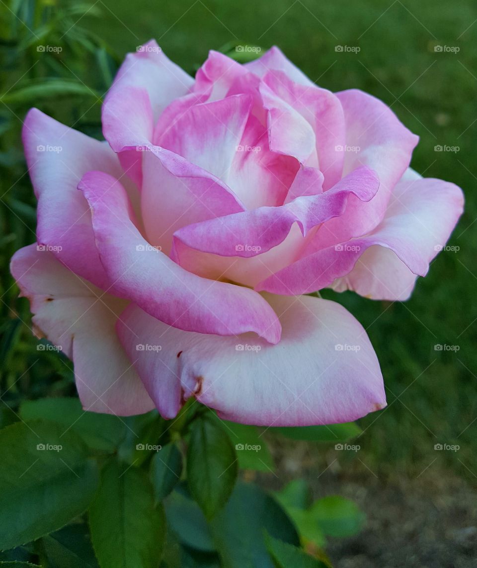 Perfectly Pink Rose
