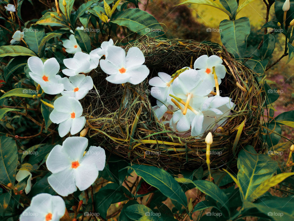 Flowers sprinkle on weaver bird's nest