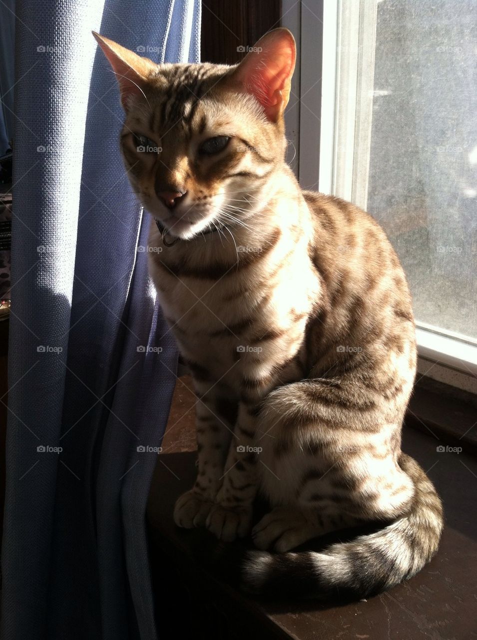 Miles the Bengal