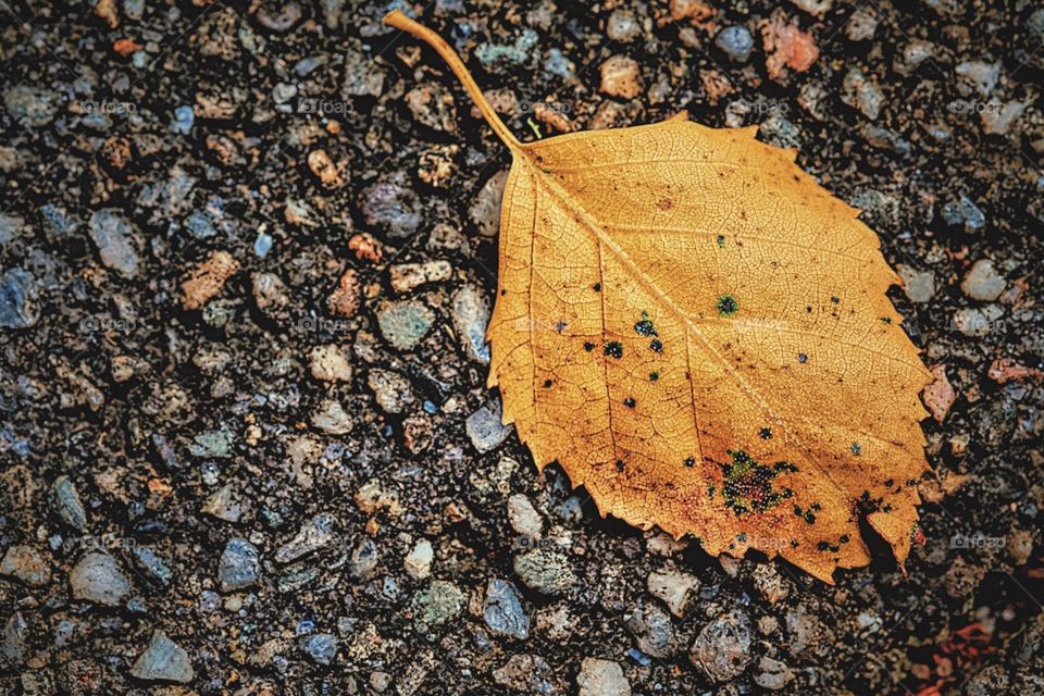 Colorful Leaf On The Pavement, Autumn Leaf On The Ground, First Signs Of Autumn, Fall In New York, Simple Beauty 