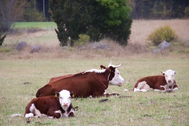 cows with calf