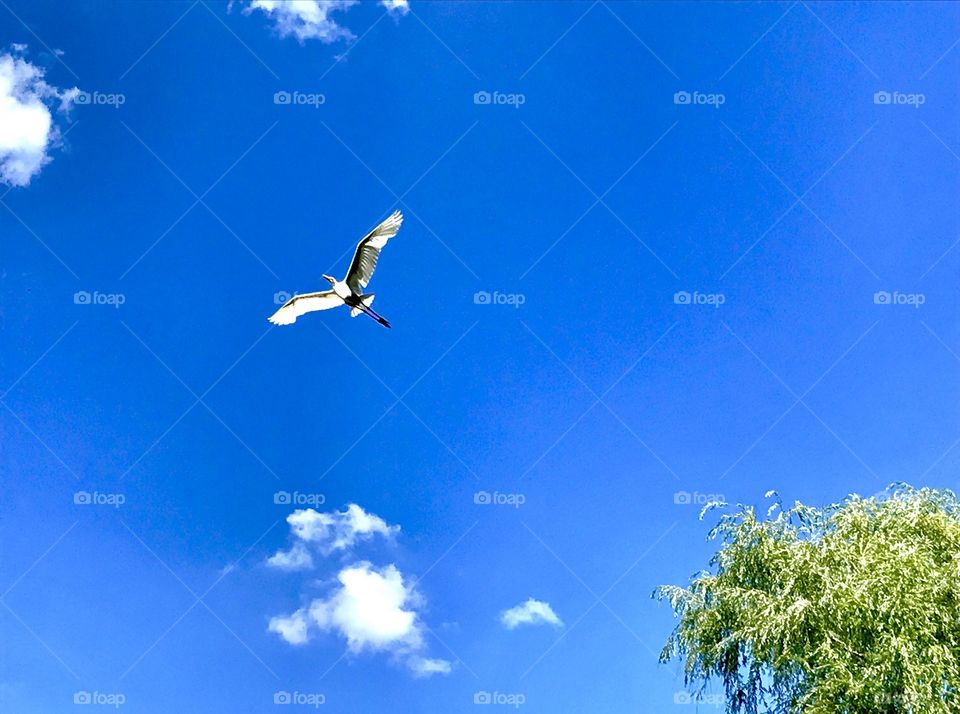 Bird in Flight