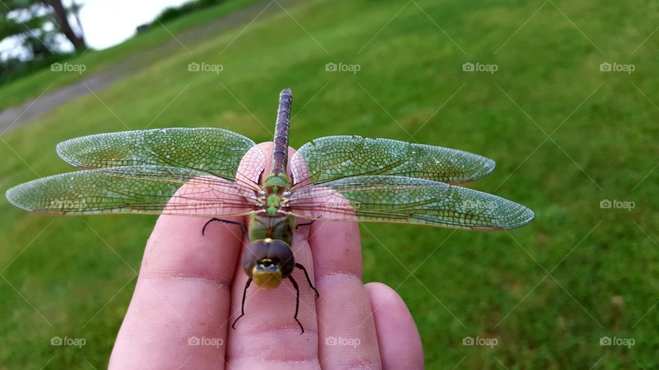 Dragonfly on hand