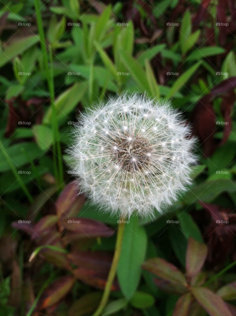 Dandelion