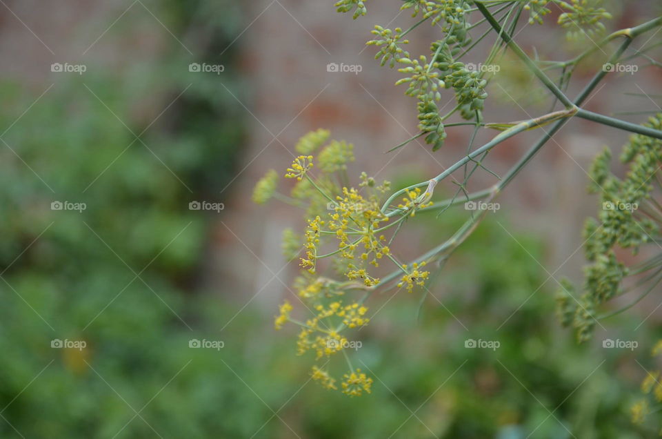 Nature, No Person, Leaf, Summer, Outdoors