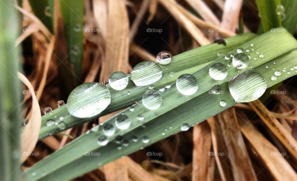 grass water drops by faabix