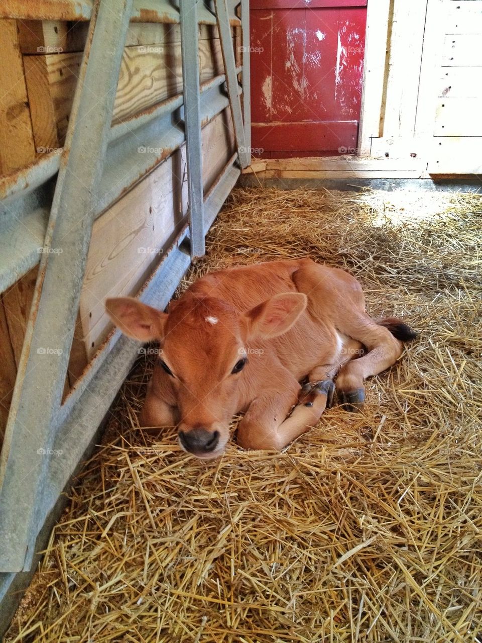 Baby cow at the farm