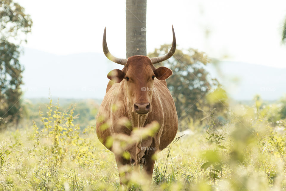 Portrait of standing cow