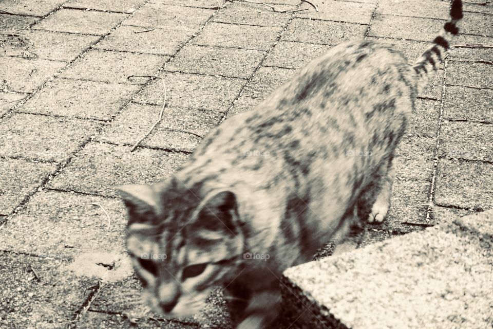 A cat is walking fast.