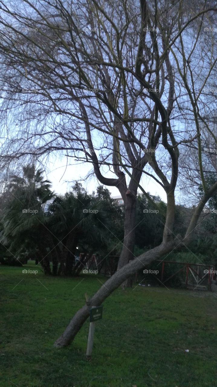 strange tree formation